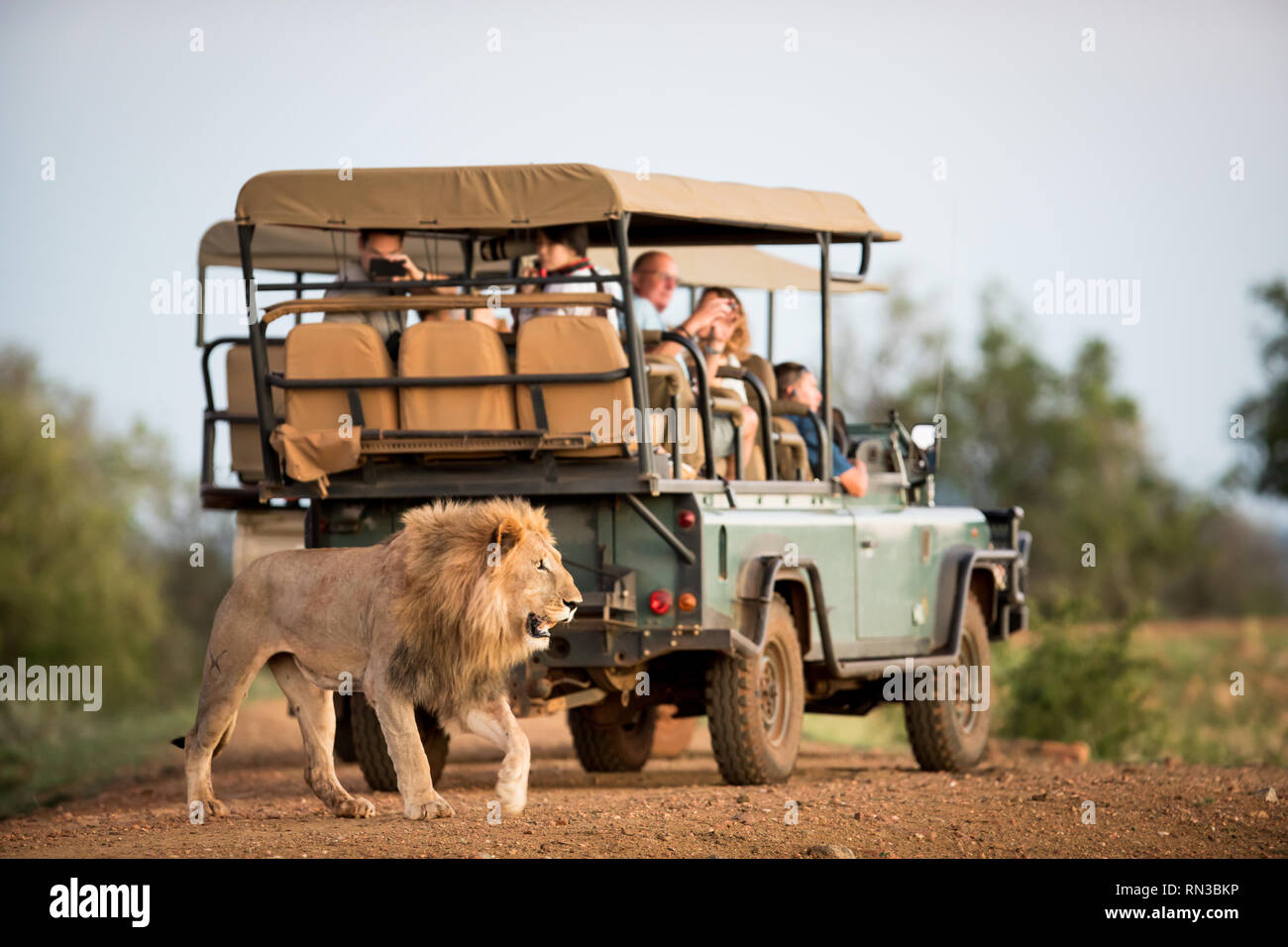 León, Panthera leo, se observan con frecuencia en las unidades de juego de safari en la Reserva de Caza Madikwe, Noroeste, Sur África. Foto de stock
