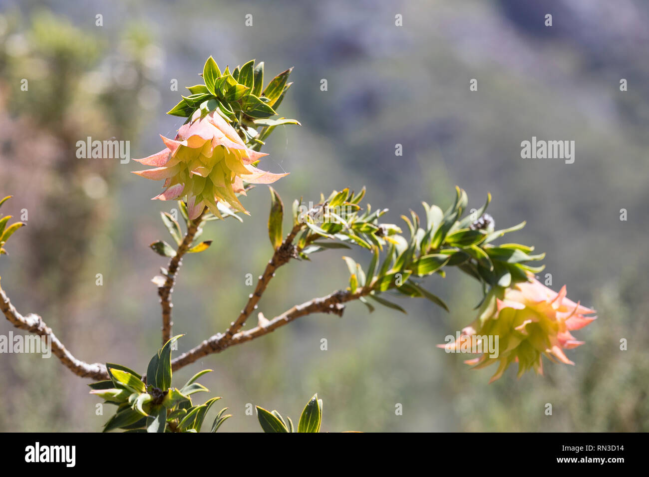 Montaña, Dalia Liparia splendens endémica de fynbos de montaña, Jardín Botánico de Kirstenbosch, Western Cape, Sudáfrica Foto de stock