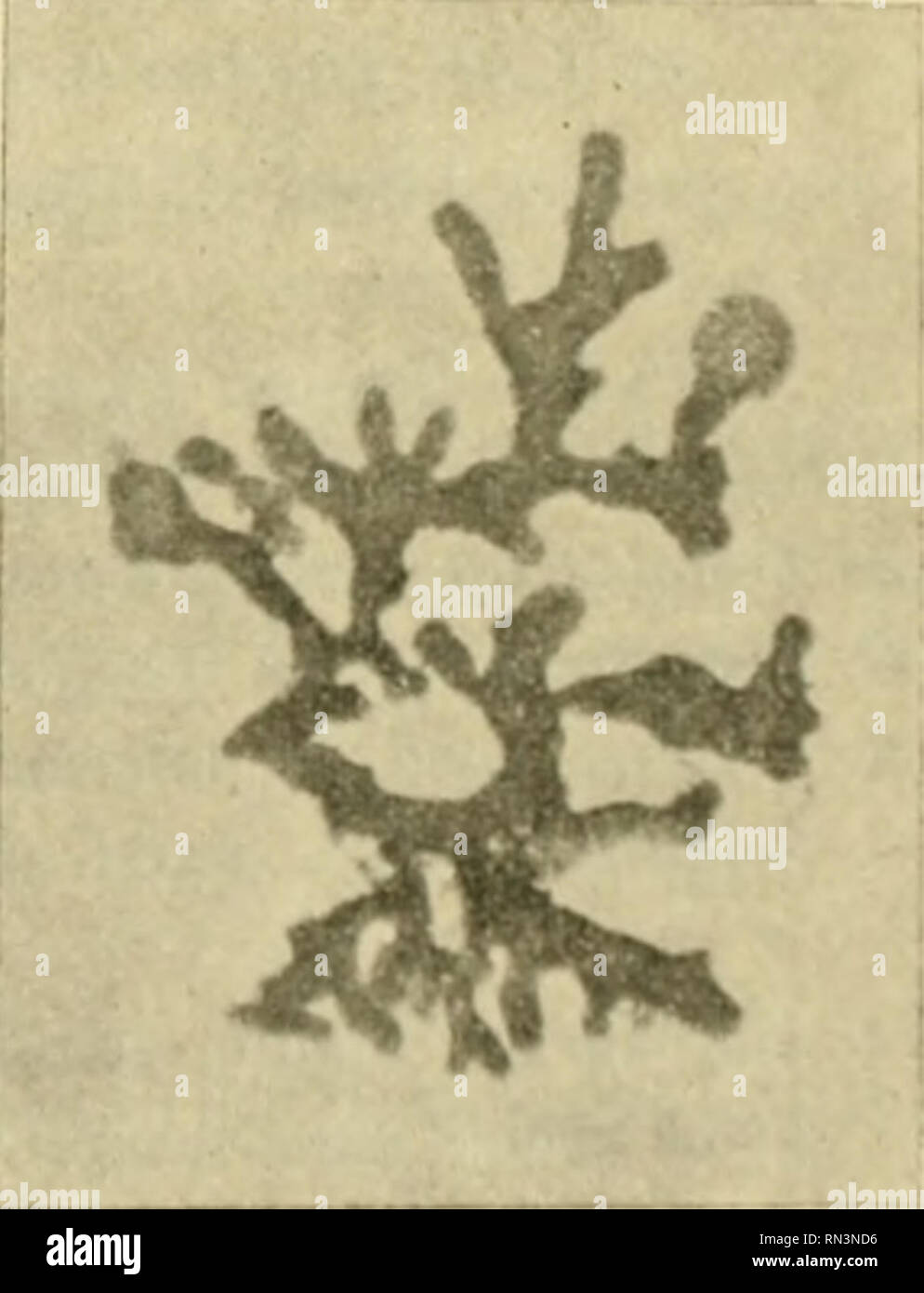 . Annalen des Naturhistorischen museos en Wien. Naturhistorisches Museum (Austria); historia natural. Prof. Dr. J. Steiner. Lichcnes. ii3 Cladonia squamosa (SCOP.), Dcutschl Hürfm.. Fl. II (1796), pág. 125 seg. Wain, ilev. Lieh. Hotfm., 1886, pág. 17; Scop., FI. Garn. II, cd. 2 (1772), pág. 368 p. m. p. var. denticollis Hoffm., I. C. s. Wain., I. C. Unter Rhododendren ober dem Eseli Dorfc, 720m (Nr. 909). Cladonia delicata (Ehrh.) Flrk., C/acf. Comm. (1828), pág. 7; Ehrh., PI. Cripta.(i793), Nr. 247 sub Lichenc. f. quer ein un Wain (Pers.). Auf einem morschen Strunk bei Stephanos nächst Trapezunt, 20 Foto de stock
