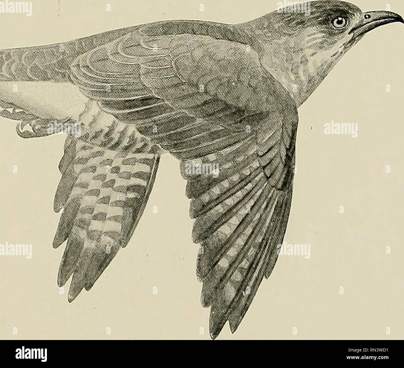 La Vida Animal Y El Mundo De La Naturaleza Una Revista De - 