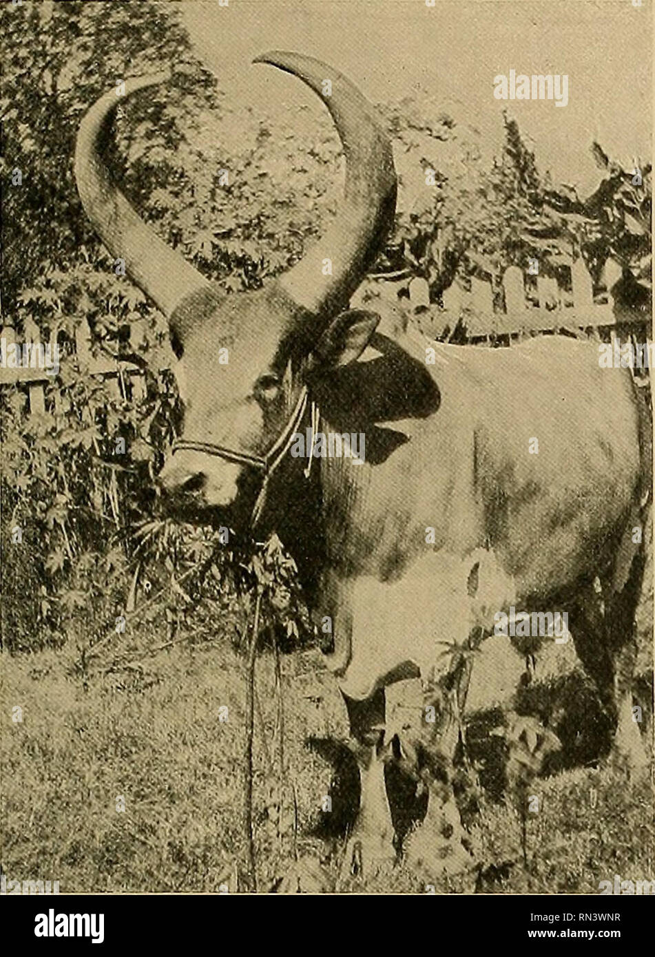 La vida animal y el mundo de la naturaleza; una revista de ...