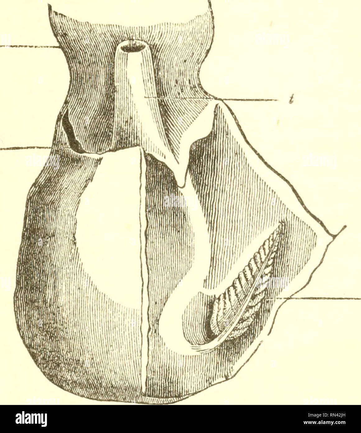 . Fisiología Animal. Fisiología, comparativos. Los órganos respiratorios de los animales