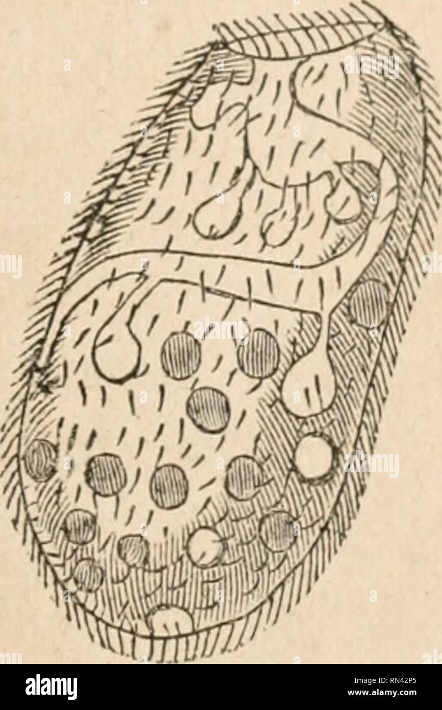 Fisiología vegetal y animal, considerado con referencia a la teología natural. Biología; fisiología; fisiología vegetal; la teología natural. Nutrición en la INFUSORIA. 73 En este orden de seres. Generaciones enteras de Fisiología vegetal y animal, considerado con referencia a la teología natural. Biología; fisiología; fisiología vegetal; la teología natural. Nutrición en la INFUSORIA. 73 En este orden de seres. Generaciones enteras de