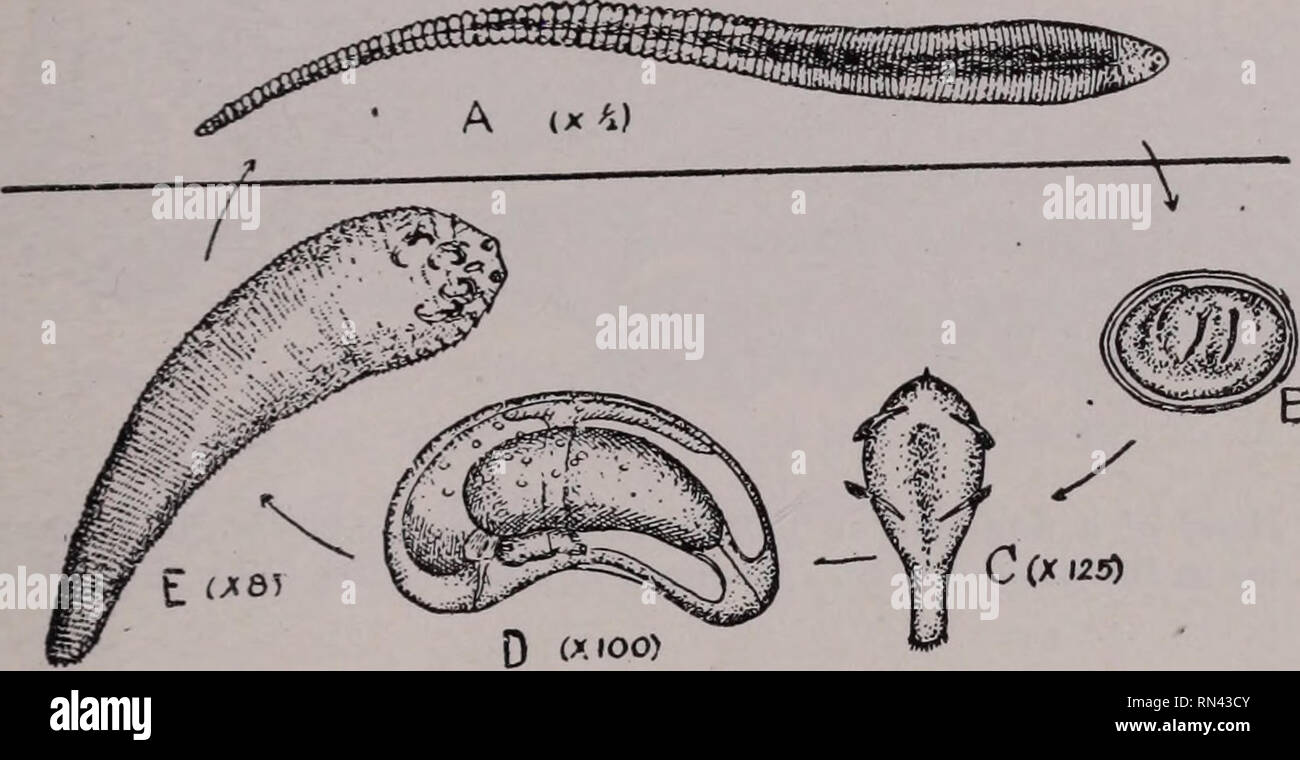 . Parásitos de Animales y enfermedades humanas. Insectos Vectores