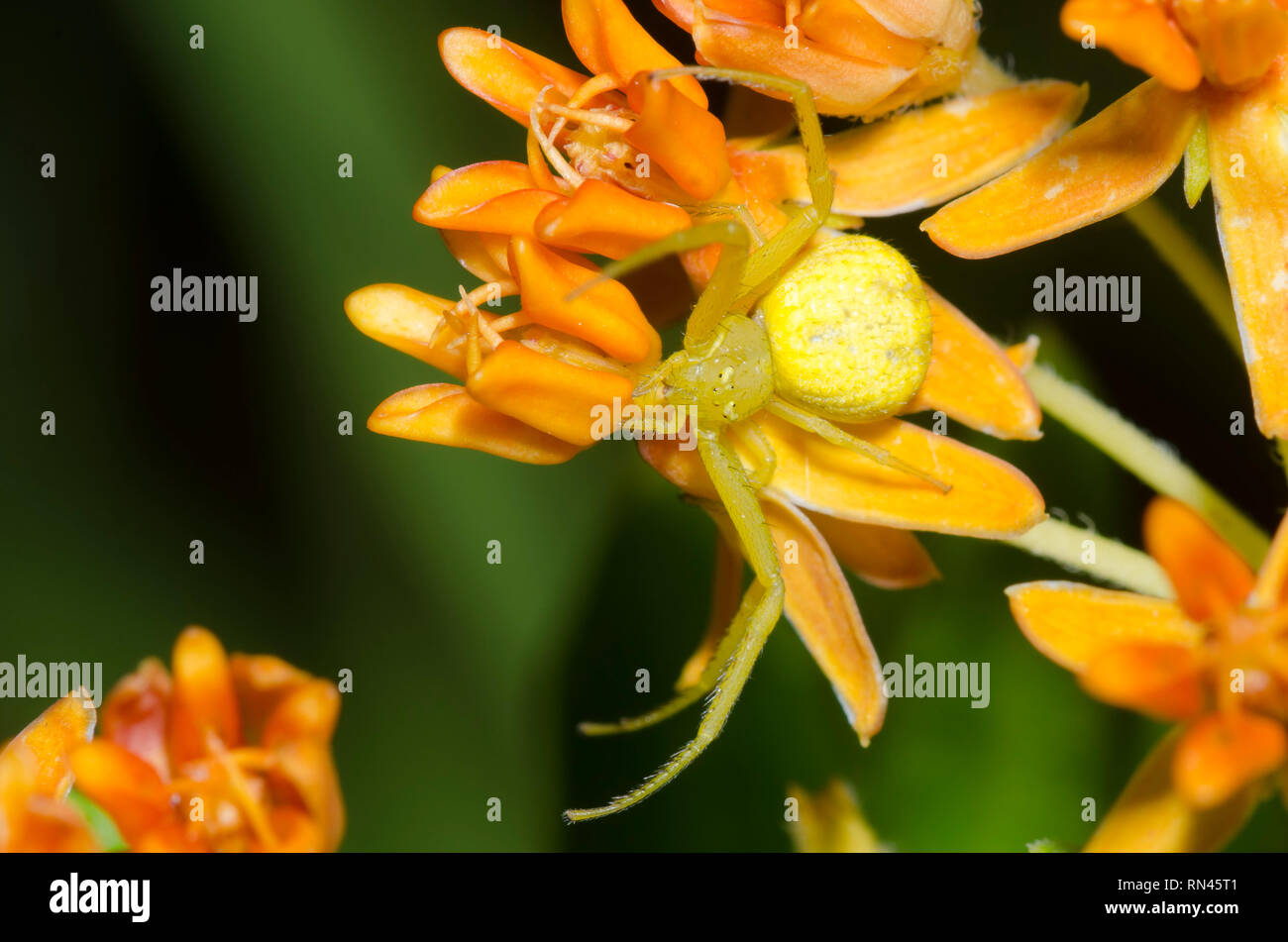 El cangrejo araña, Mecaphesa sp., en naranja, Asclepias asclepias tuberosa Foto de stock