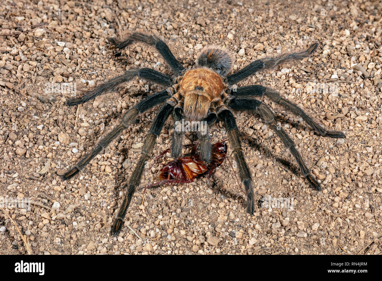 Aphonopelma Chalcodes o al oeste del desierto de Arizona, Tarántula rubia rubia mexicana o Tarántula Tarantula (alrededor de 5" de ancho) Foto de stock