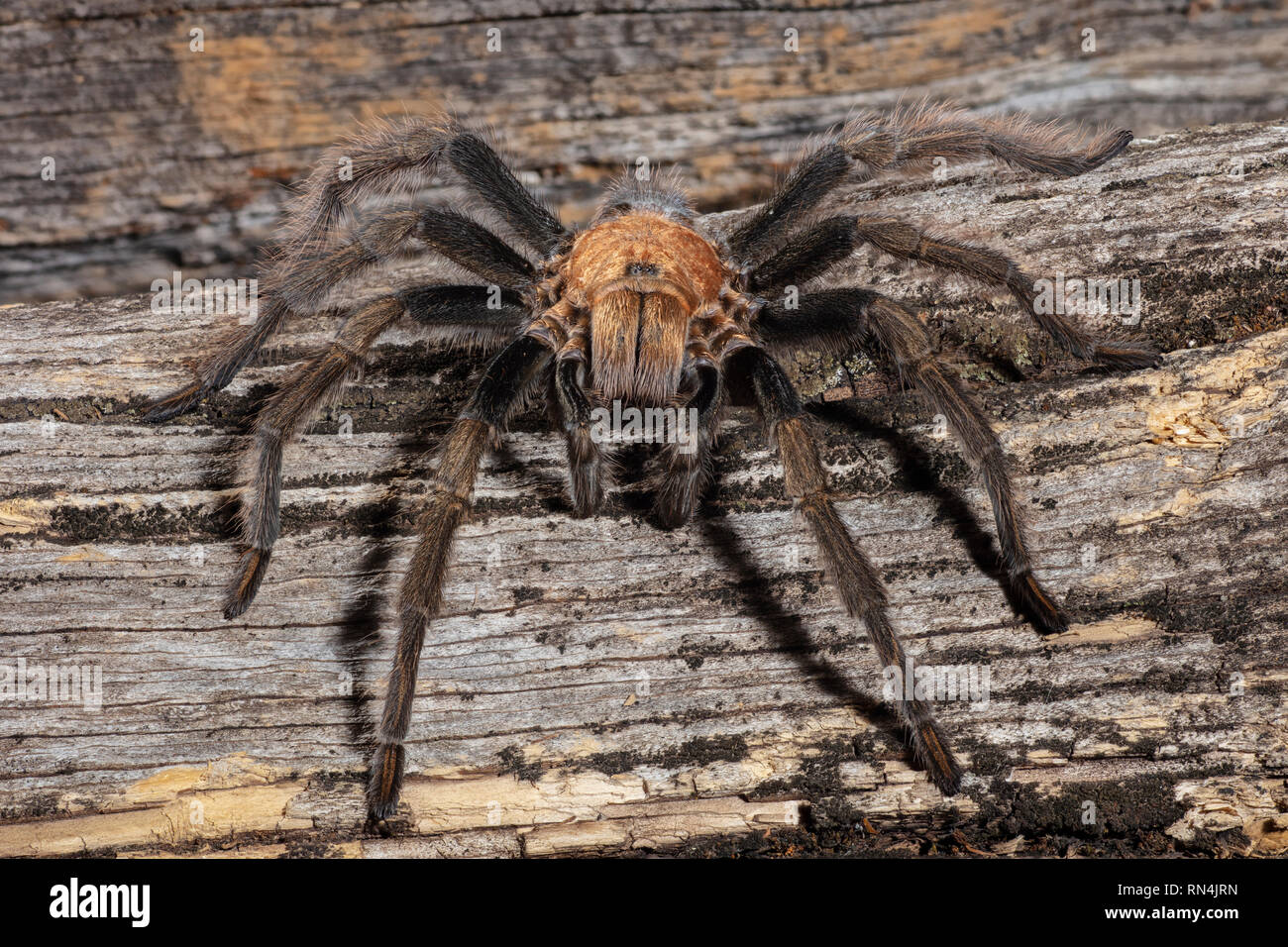 Aphonopelma Chalcodes o al oeste del desierto de Arizona, Tarántula rubia rubia mexicana o Tarántula Tarantula (alrededor de 5" de ancho) Foto de stock