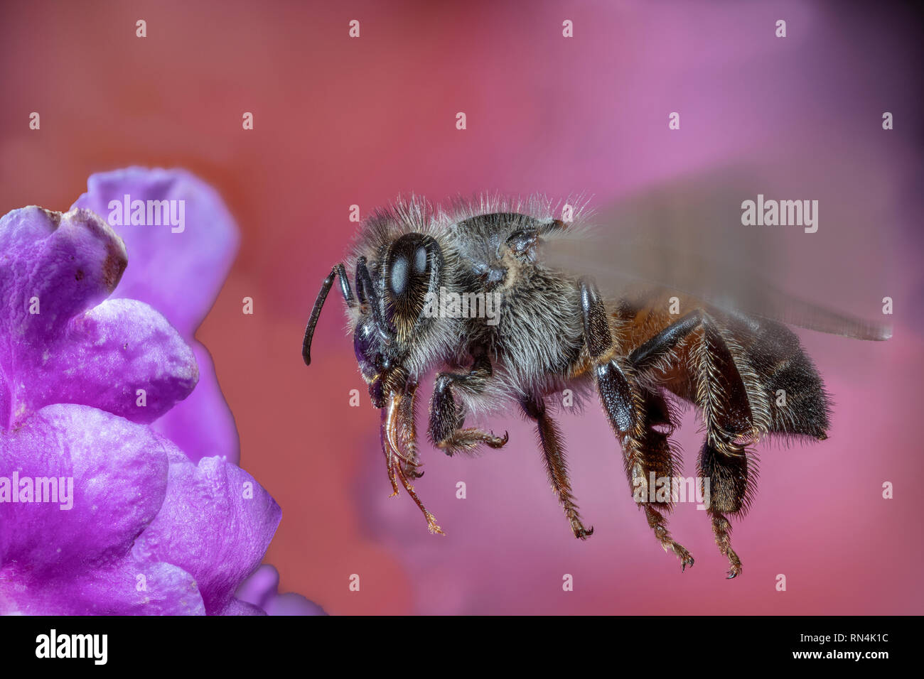 Cerca de miel de abeja, Apis sp. Foto de stock