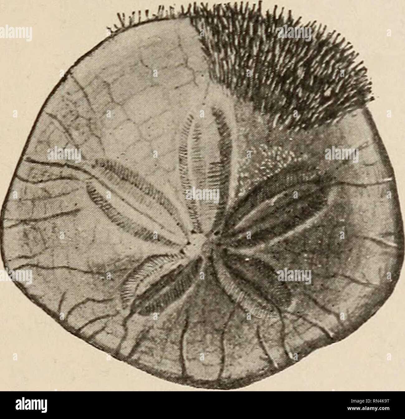 Los Estudios En Animales Los Equinodermos 155 145 Los Organos De