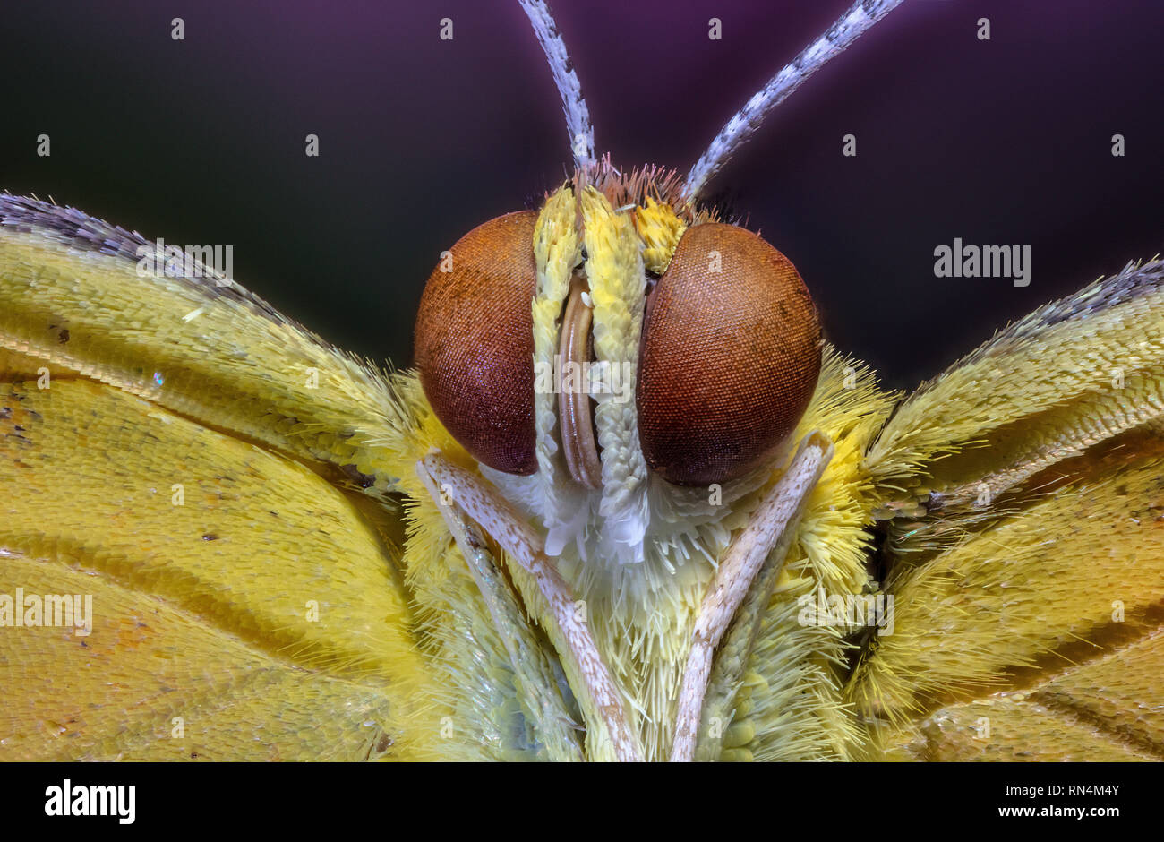 Sleepy Mariposa naranja extrema en primer plano Foto de stock