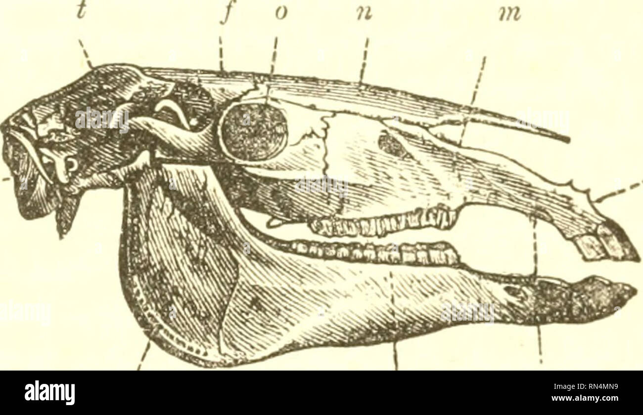 Fisiología Animal. Fisiología, comparativos. Los huesos de la cara. 4G7  como la parte posterior de la boca y la faringe con coniiiimiicates por dos  aberturas calificó las narinas posterior (TIG. 200,