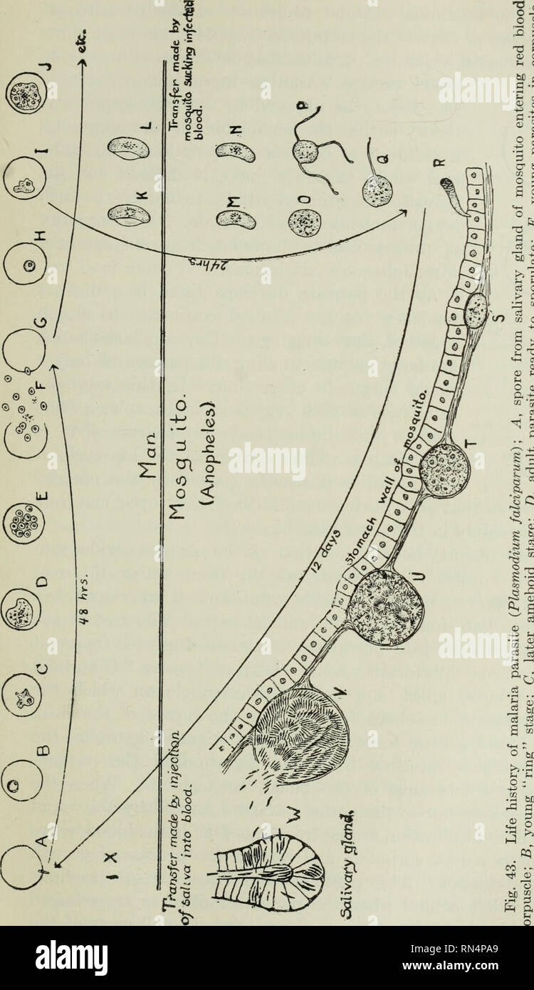 Parasitos De Animales Y Enfermedades Humanas Los Parasitos Parasitologia Medica Insectos Como Portadores De La Enfermedad