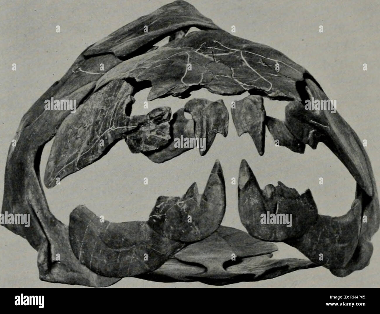 Animales del pasado; una reseña de algunas de las criaturas del mundo  antiguo. La Paleontología. 20 animales del pasado y que no solo muestra los  dientes y espinas, pero la débil