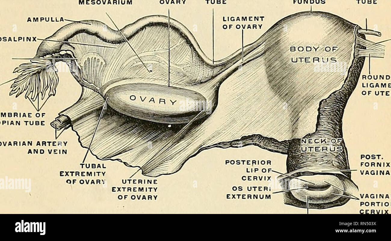 Anatomía descriptiva y aplicada. Anatomía. El útero o matriz órgano  muscular en el 1403. No embarazadas el útero está contenida en la cavidad  de la pelvis entre la vejiga y el