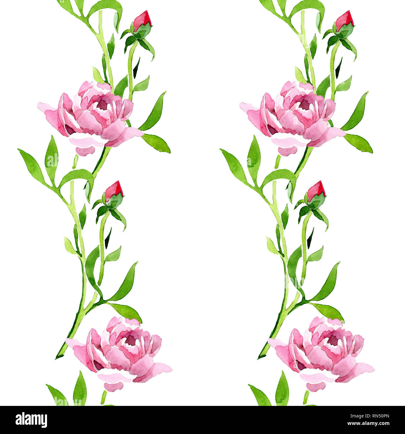 Rosa Rosa adorno floral flor botánico. Ilustración de fondo de acuarela.  Trama de fondo sin fisuras Fotografía de stock - Alamy