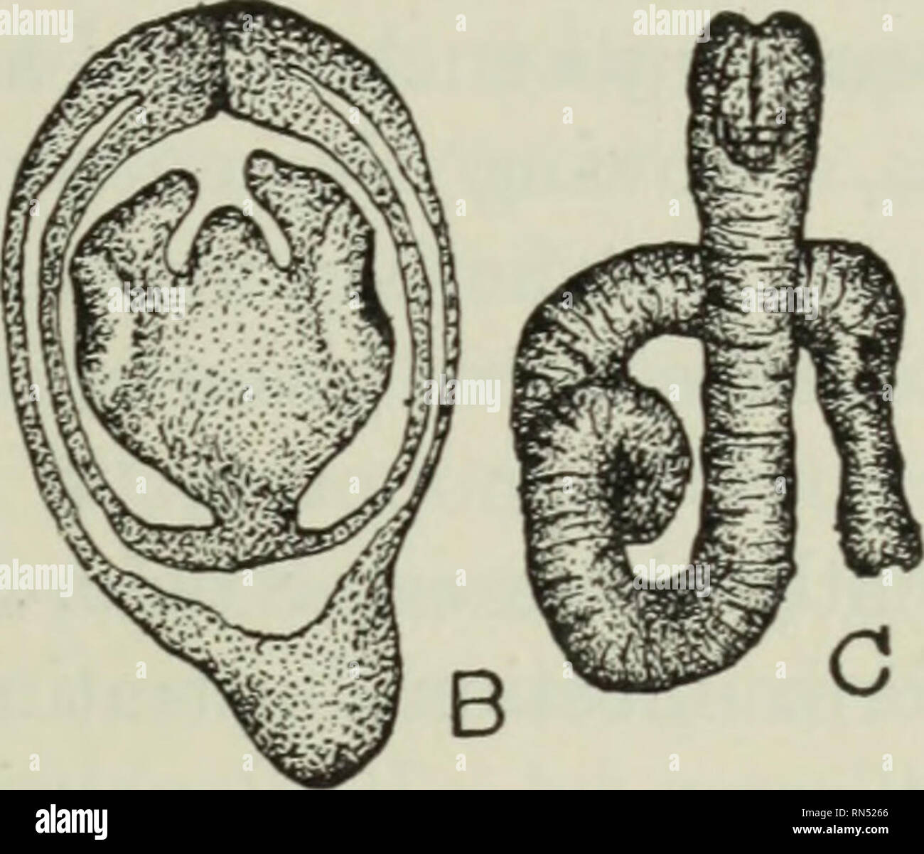 Hymenolepis Nana Fotografías E Imágenes De Alta Resolución - Alamy