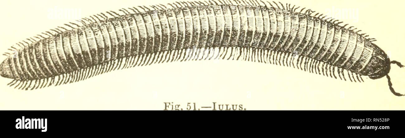 Fisiología Animal. Fisiología, comparativos. 110 ESTRUCTURA DE MYRIAPODA Y  ANNELIDA. a través de una serie de metamorfosis, en el que pierden sus ojos  y sus piernas, y convertirse en fijo para