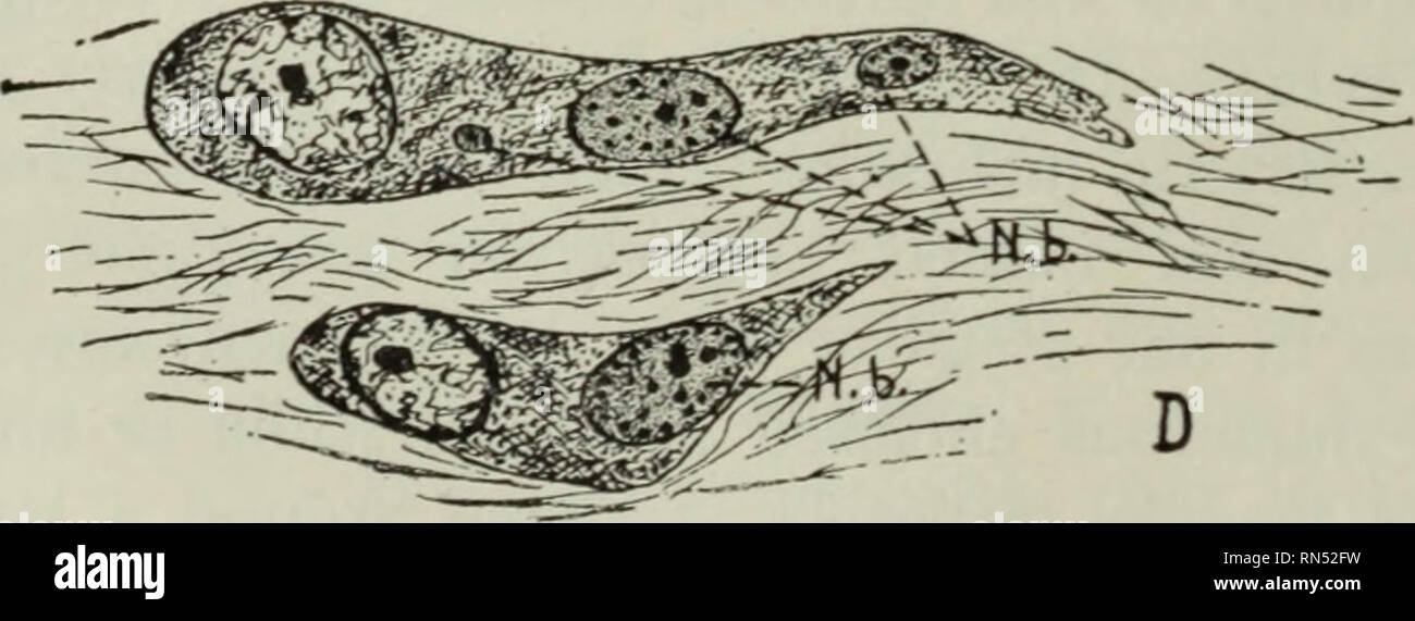 Parasitos De Animales Y Enfermedades Humanas Los Parasitos Parasitologia Medica Insectos Como Portadores De La Enfermedad Aprende con este dibujo de pajarito paso a paso. alamy