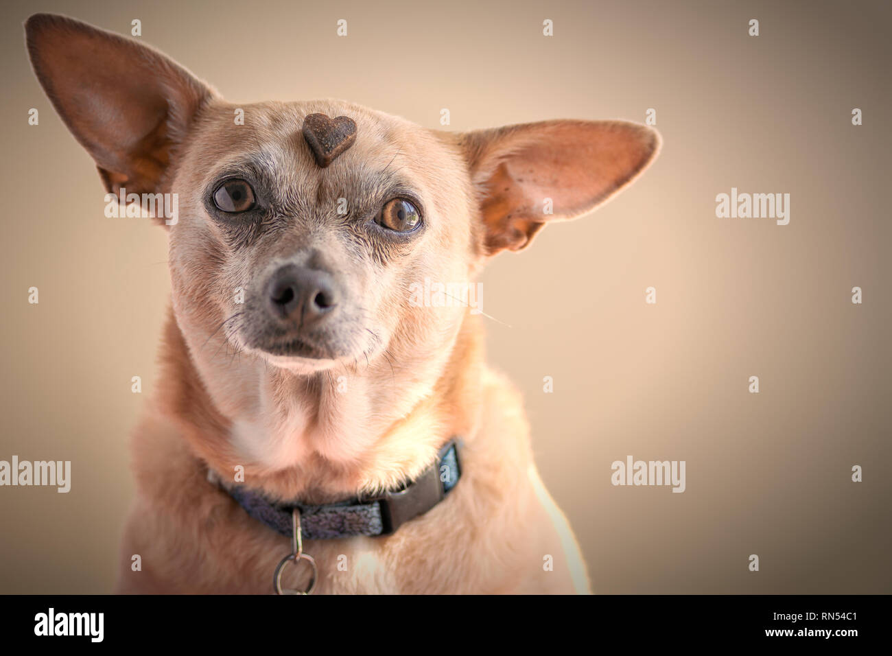 Enseñar viejo perro nuevo truco fotografías e imágenes de alta resolución -  Alamy