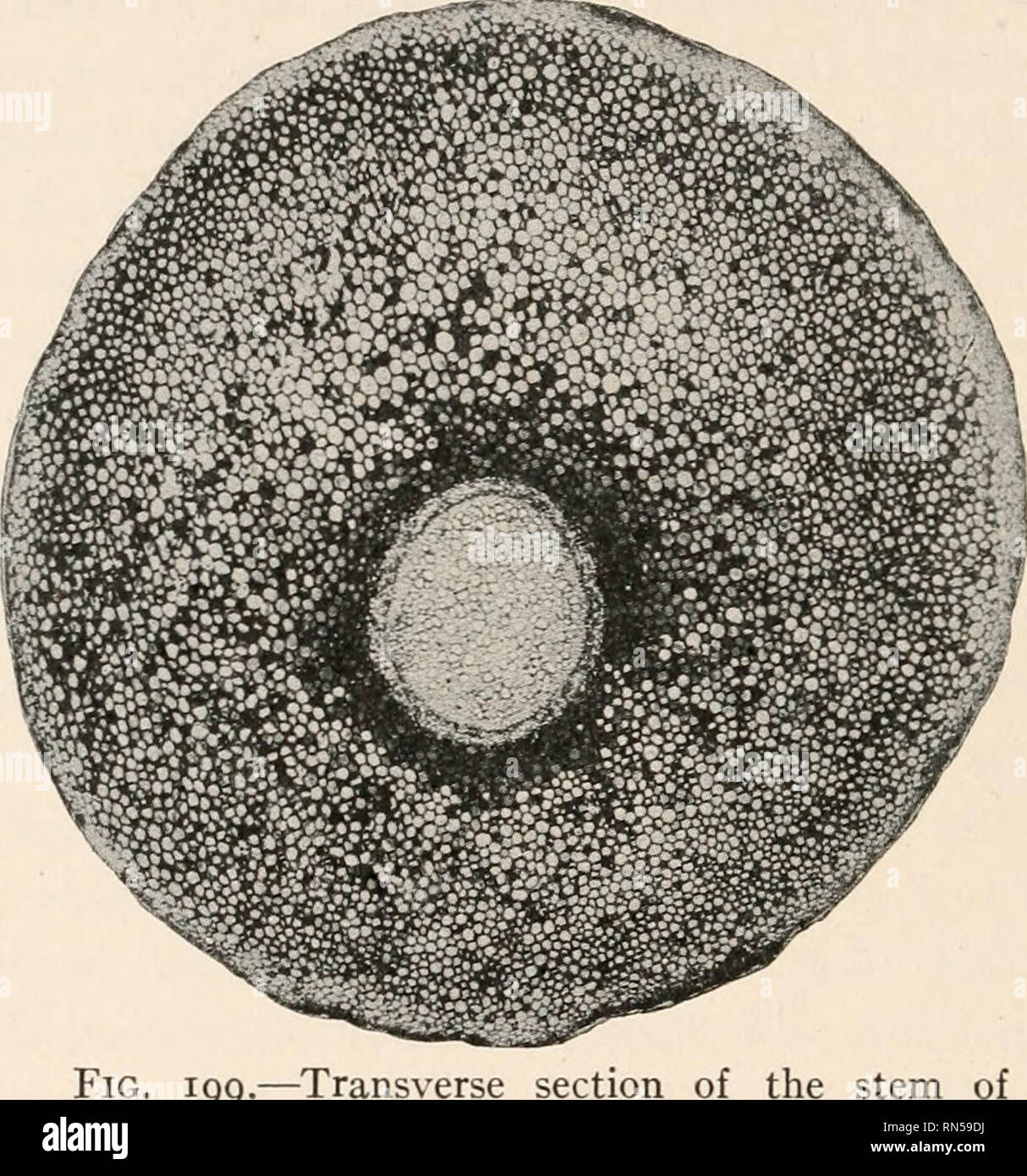 La anatomía de las plantas leñosas. Botánica -- la anatomía. 278 La  Anatomía del tallo de las plantas leñosas como la mayoría de plásticos de  los órganos en las plantas vasculares