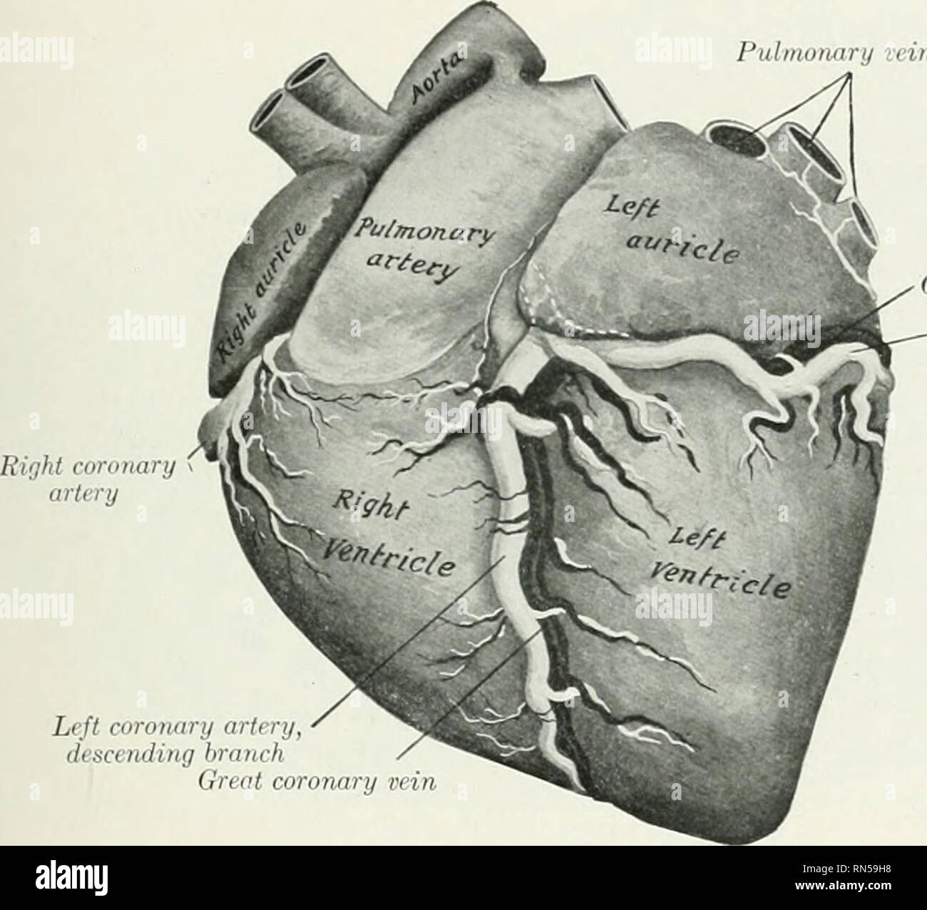 Arteria circunfleja izquierda fotografías e imágenes de alta resolución