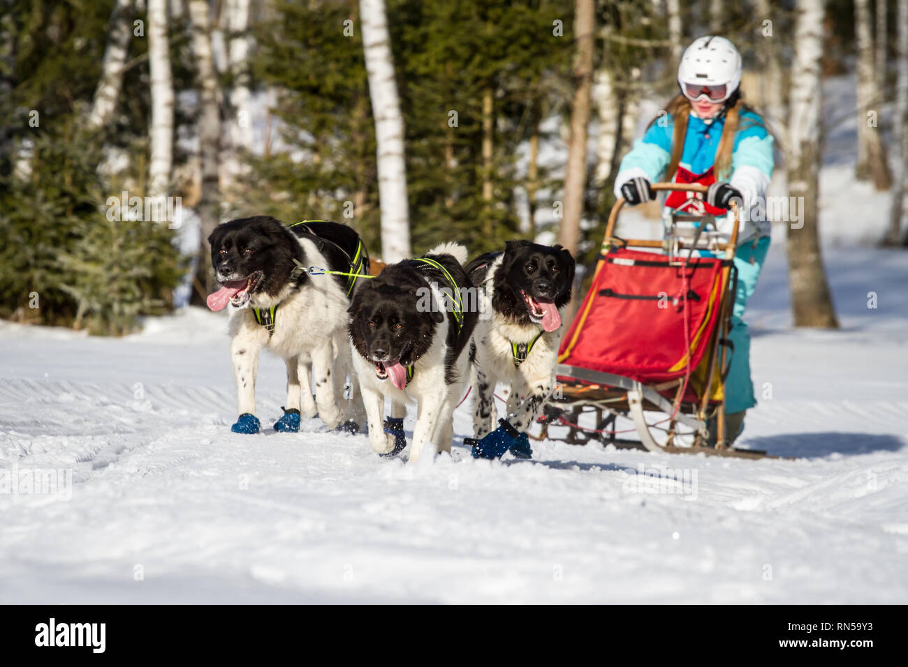 Cesky horský pes (República Checa) @ Mountain Dog Sled Dog Race, República Checa Foto de stock