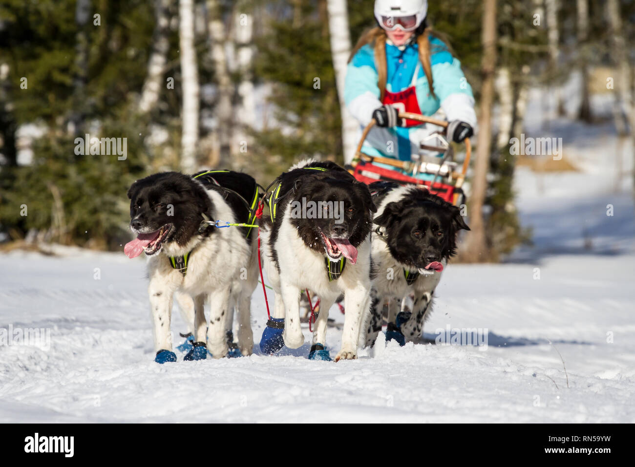 Cesky horský pes (República Checa) @ Mountain Dog Sled Dog Race, República Checa Foto de stock
