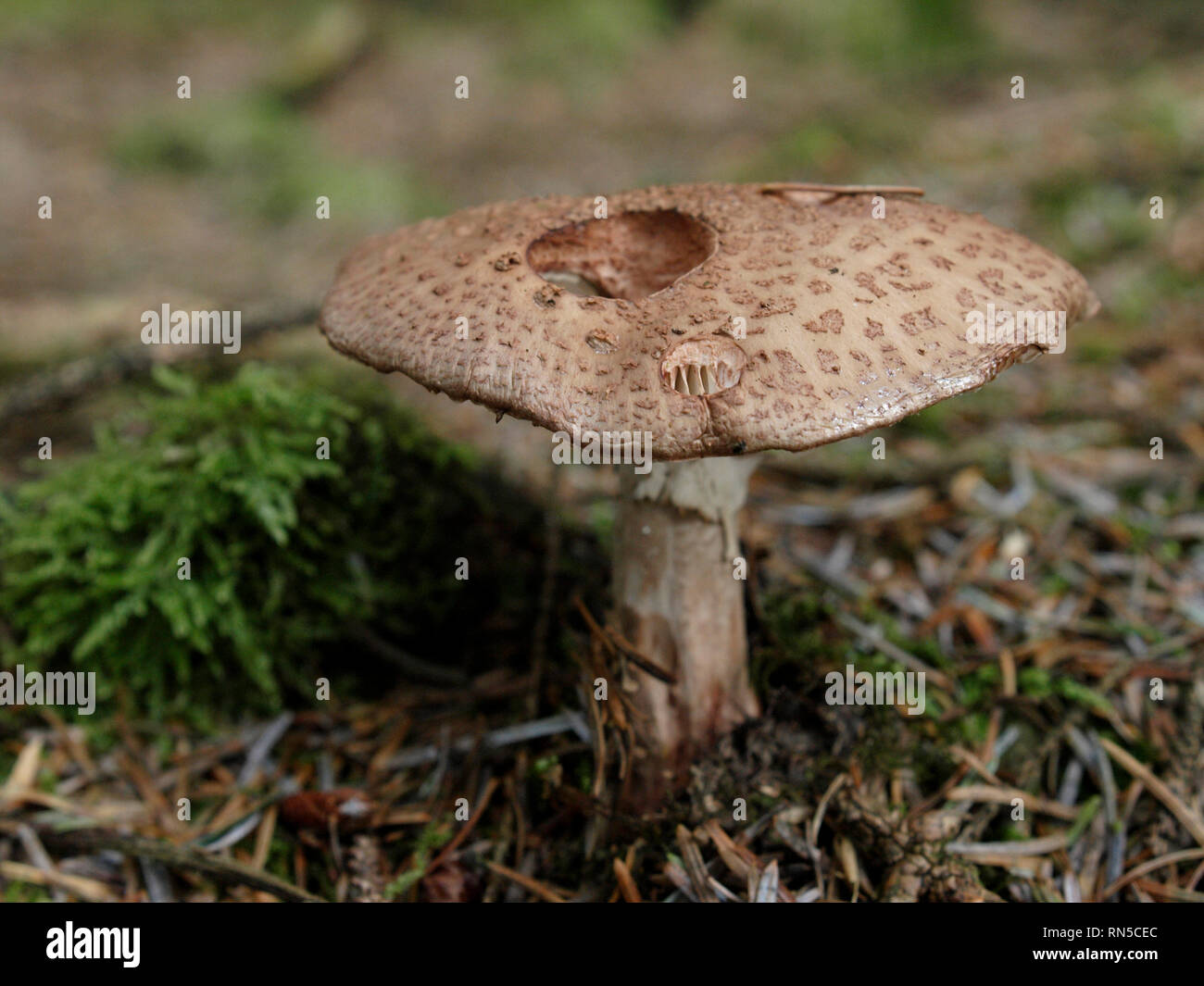 Amanita rubescens blusher, setas, hongos, UK Foto de stock