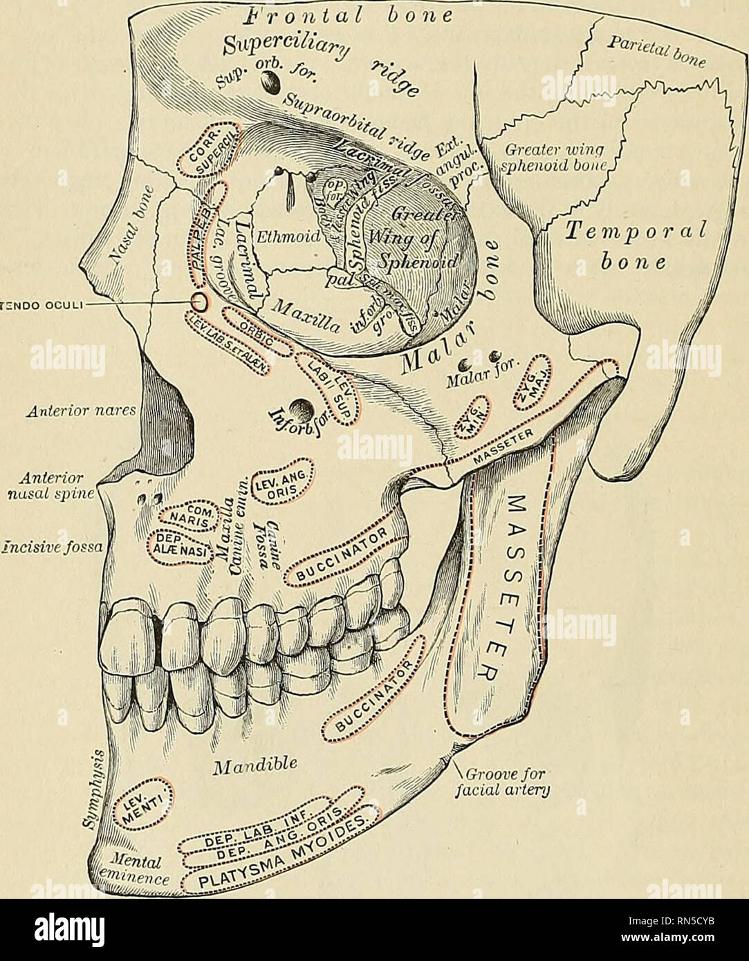 surco infraorbitario del maxilar