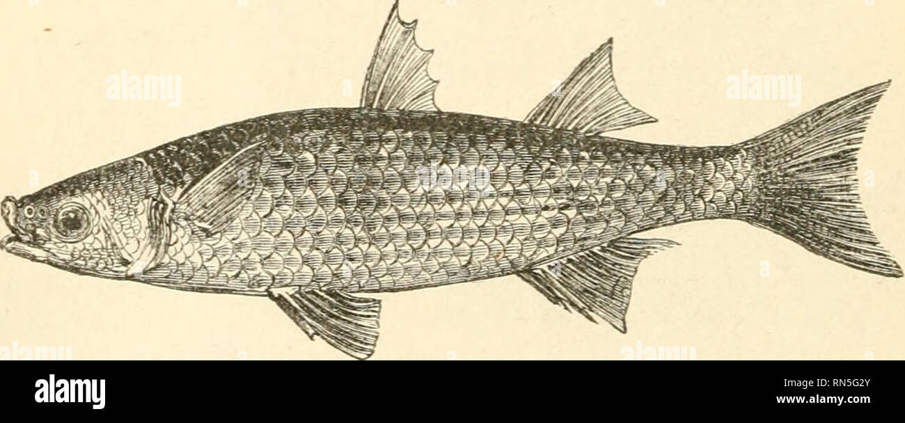 La creación de animales: una popular introducción a la zoología. La  zoología. Fig. 257.-soabbaed-fish, a los lados: Su formulario ha obtenido  para ellos el nombre de peces y peces Scahhard Bihand,