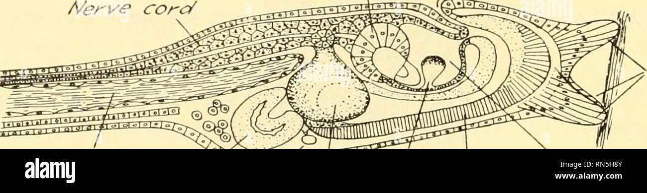 Fisiología general; un esbozo de la ciencia de la vida . Fig.  135.-Histolysis de fibras musculares en la cola de la larva de la^rana.  (Después Looss.) El isotrópico y el anisotrópico sustancias