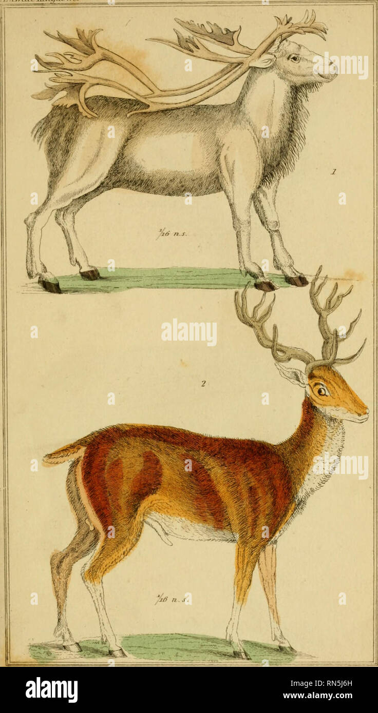 animales del reino animalia