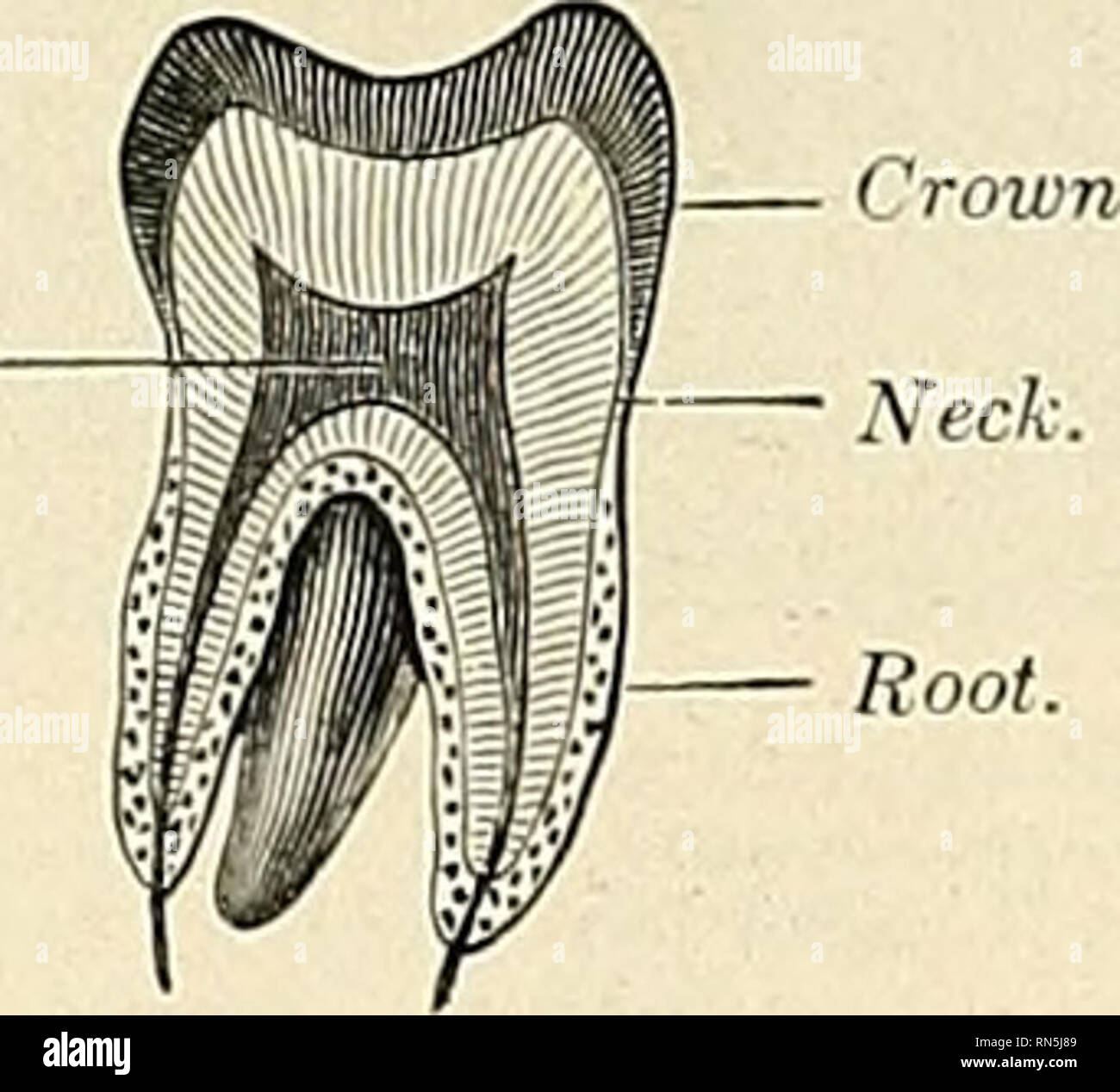 Cúspides tercer molar inferior fotografías e