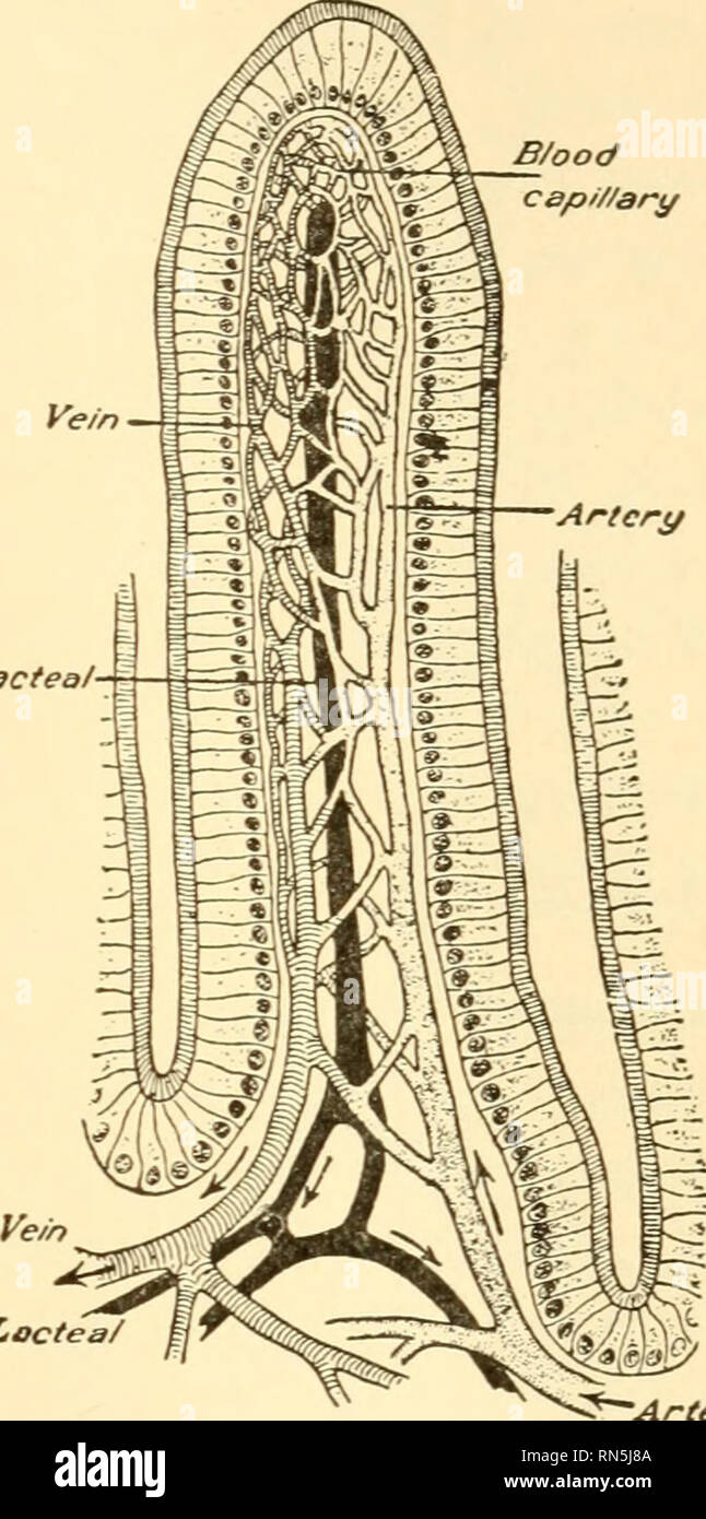 Biología Animal. La Biología, Zoología; Fisiología. Nutrición 157 2. El propósito de absorción de la digestión es, en primer lugar, para hacer el alimento soluble para que pueda entrar en el Biología Animal. La Biología, Zoología; Fisiología. Nutrición 157 2. El propósito de absorción de la digestión es, en primer lugar, para hacer el alimento soluble para que pueda entrar en el