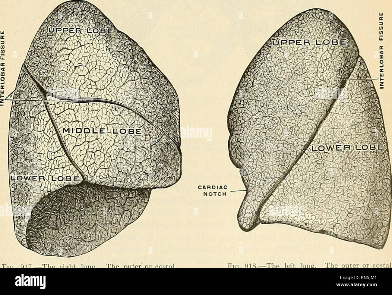 Anatomía descriptiva y aplicada. Anatomía. ANCE DE AZYGOS CH DE pul- RY  ARTERIA Fig. 916.-venas pulmonares, visto en una vista dorsal del corazón y  el lun^. Los pulmones han sido alejados