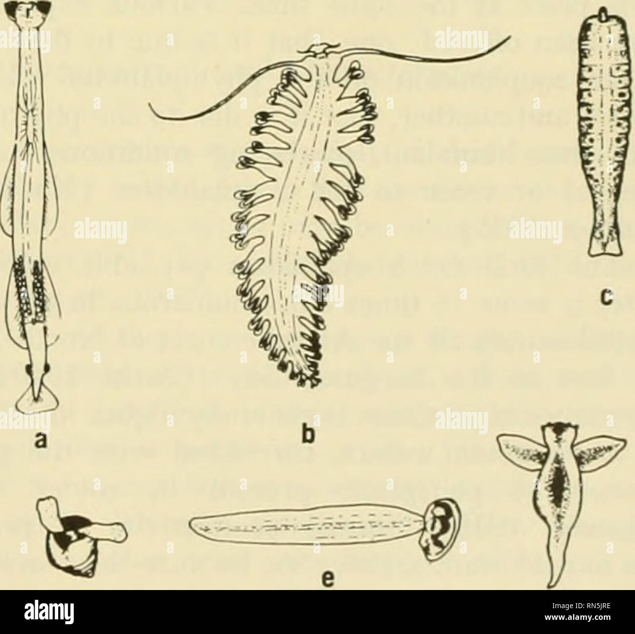 . Ecología animal. Ecología animal. FIG. |C| Cruitaceous 28-3/s, b) osfracod ConcAoecia. c| copépodo Calanus, d) anfípodo, Phronemia, en el vacío de la manto tunicate Salpa. atopods pelágicos. Muchas de estas formas arc también bcntliic o nektonic durante una parte del ciclo de vida. Entre los cordados son notables y a veces abundante tunicados. Los huevos y imma- ture etapas de muchos peces son pelágicas en que absorben suficiente agua poco después de ser spaw^Ned tener casi exactamente la misma densidad que el sur- el agua de redondeo. Los huevos de rayas, algunos de los tiburones, y algunos otros Foto de stock