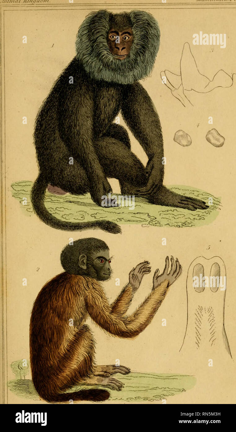. El reino animal, ordenadas de acuerdo a su organización, sirviendo como fundamento de la historia natural de los animales : y una introducción a la anatomía comparada (Vol. 1). La zoología. Ji Ijilnutl/'/TI/di Maiiimtihii.ri. 8. 1. Alajvirtis sili-nus rj'l-'Wi iiinimlcri '!. Ia Tidicc liicl;iiuicc|)luilii llir fi/rujao/ Zi.- .Trrl/i/hr (IRF noi.cii../Ree>f/: S'llil. S.Xose del Kali, "r m'srrrlu Mnii ris/llorar. fNa- sali s f.a.vali. s. r.efljf. S! J. IfiU,'ii,lfli. r. /Fri,<l,r.< 1-n'. f'hl /tai/FV. Por favor tenga en cuenta que estas imágenes son extraídas de la página escaneada imágenes que pueden tener Foto de stock