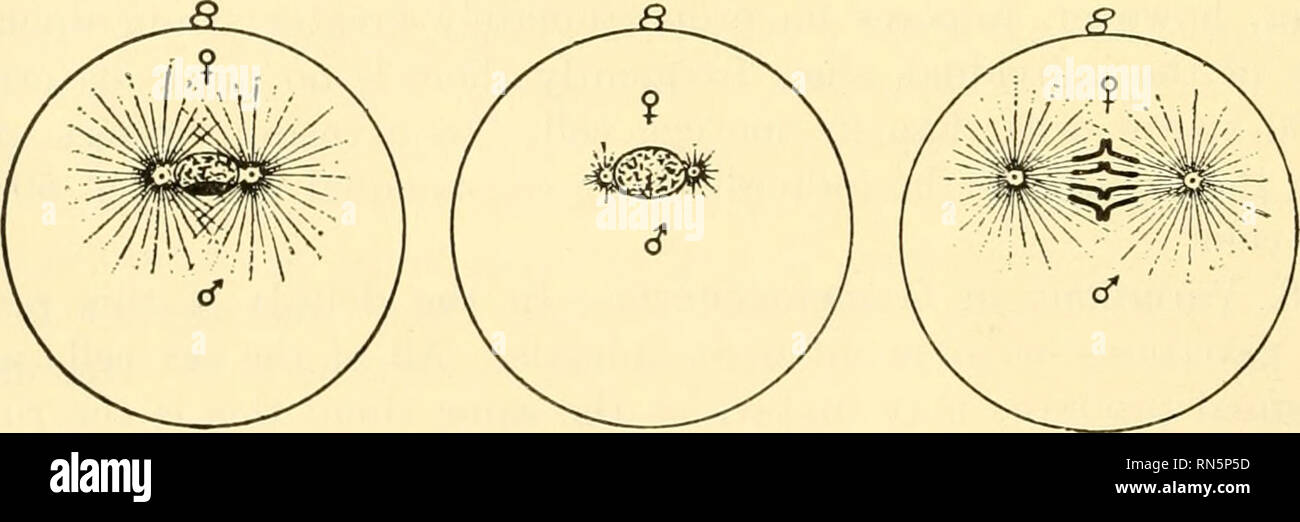 Biología Animal. Zoología; Biología. B. D E F Fig. 43.-diagramas que  muestren los pasos sucesivos en la fecundación del óvulo de un erizo de  mar, que es maduro cuando el espermatozoide