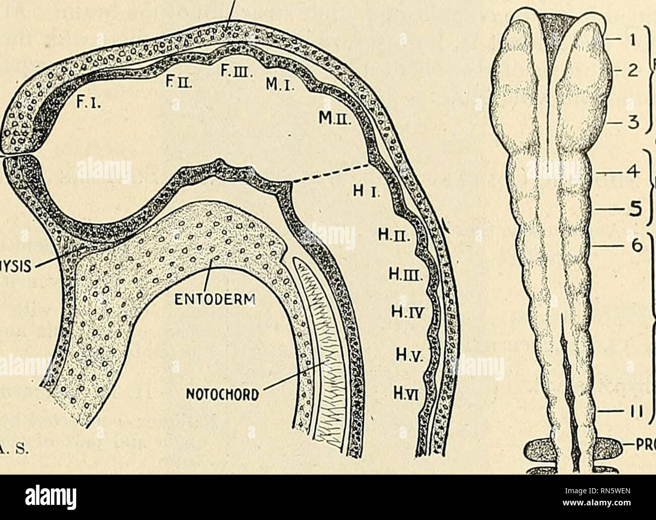 . Anatomía descriptiva y aplicada. Anatomía. El cerebro O ENCÉFALO 851