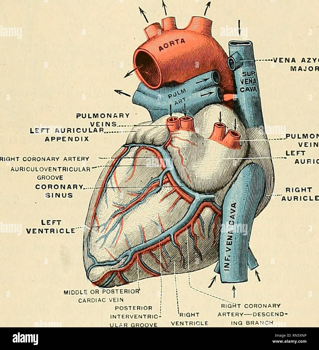 Anatomía descriptiva y aplicada. Anatomía. Las venas cardiacas 709 1. La  gran vena cardiaca o coronaria izquierda {v. cordis magna) comienza en el  vértice del corazón y asciende a lo largo