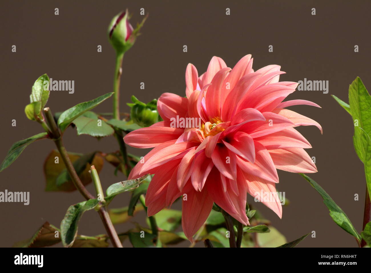 Dalia tupida planta herbácea perenne tuberosa completamente abierta con  hermosa flor rosa flor en capas con el centro amarillo rodeado con hojas  Fotografía de stock - Alamy