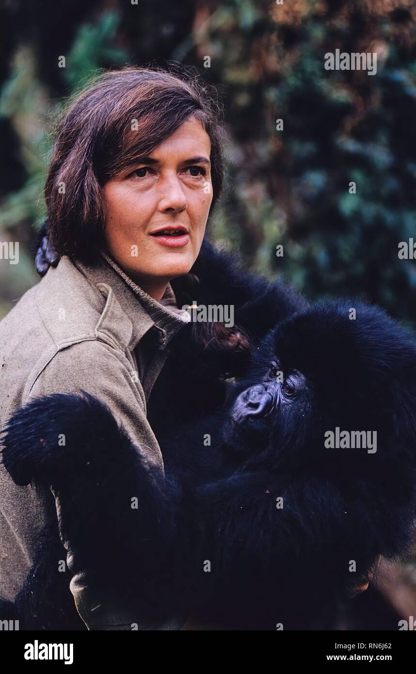 Dian fossey fotografias e imagenes de alta resolucion - Alamy
