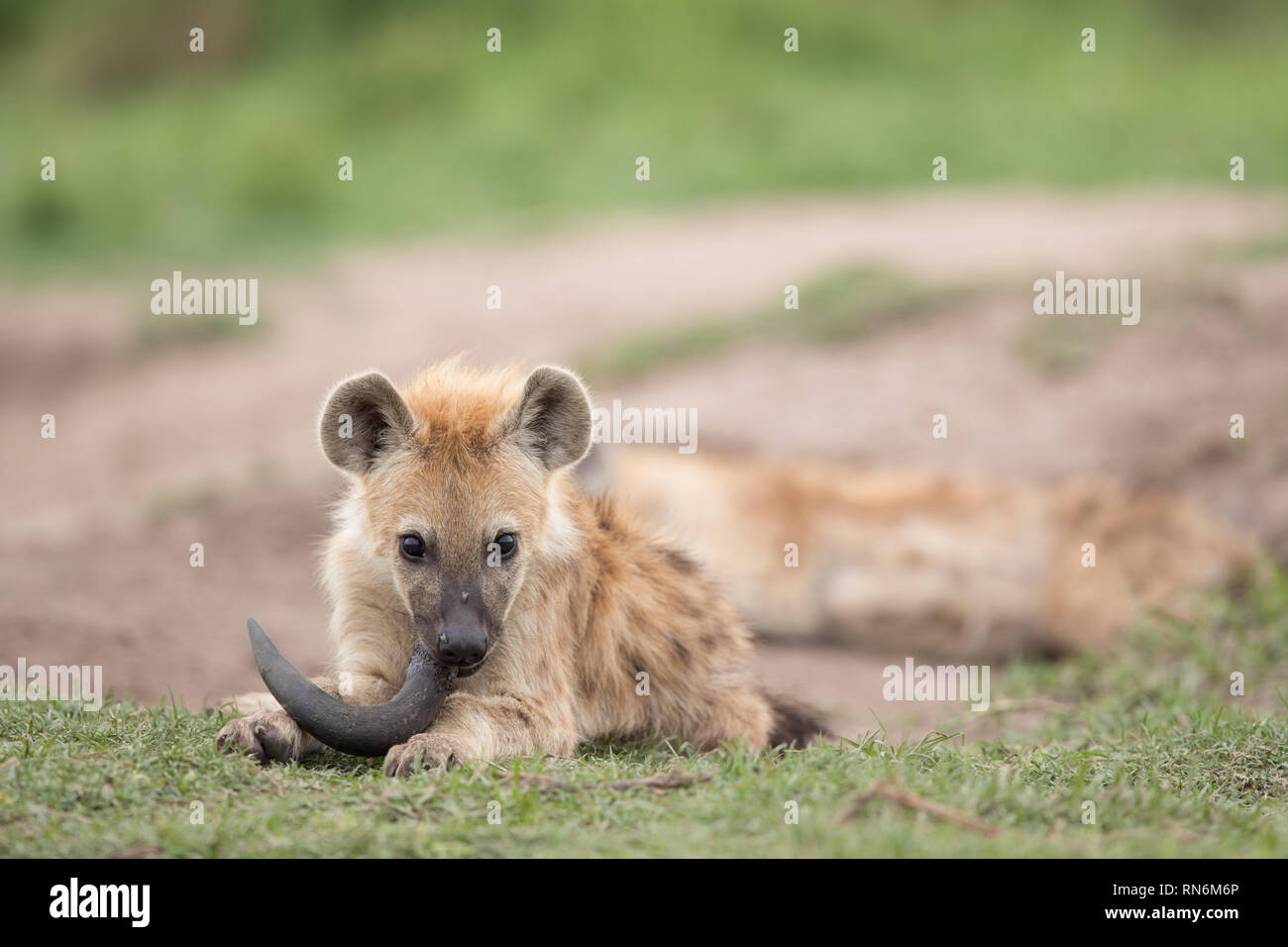 Curioso Spotted Hyena cub masticar un cuerno cerca de su guarida Foto de stock