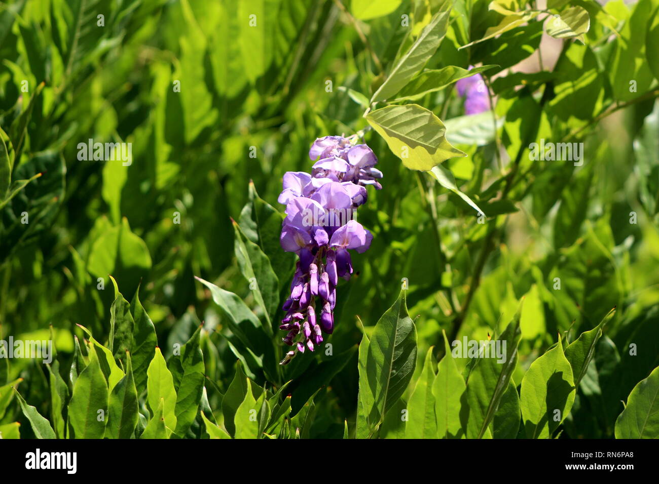 Wisteria planta con flores en racimos colgantes parcialmente abierto con pétalos violeta púrpura con alta densidad de hojas en días soleados Fotografía de stock Alamy