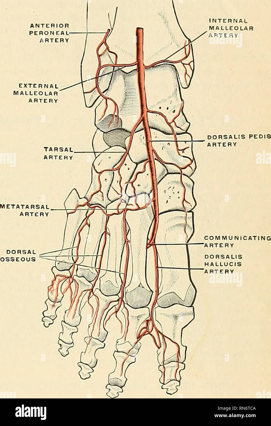 Arteria plantar externa fotografías e imágenes de alta resolución Alamy