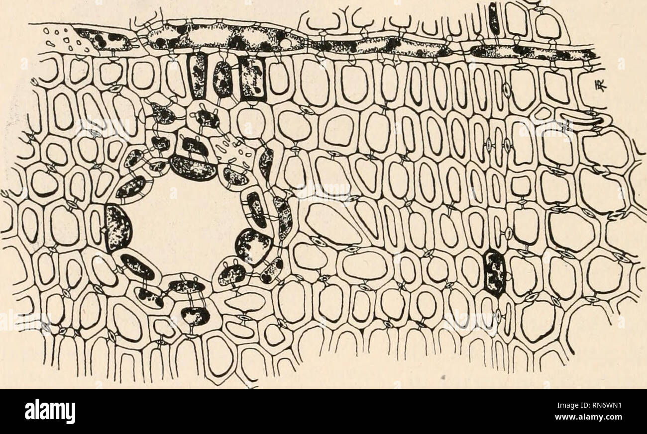 La Anatomía De Las Plantas Leñosas Botánica La Anatomía 336 La Anatomía De Las Plantas 