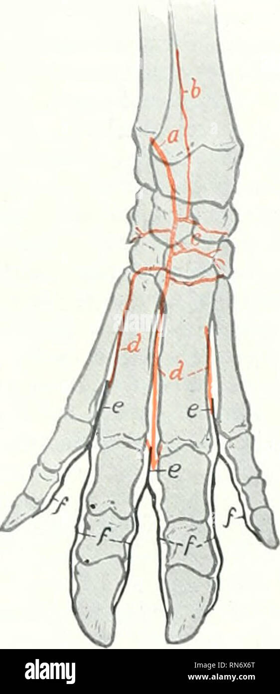 La anatomía de los animales domésticos. Anatomía Veterinaria. 738 SISTEMA  CIRCULATORIO DEL CERDO seis pares de arterias lumbares surgen de la aorta.  La séptima viene frorn el centro sacral. Las ramas