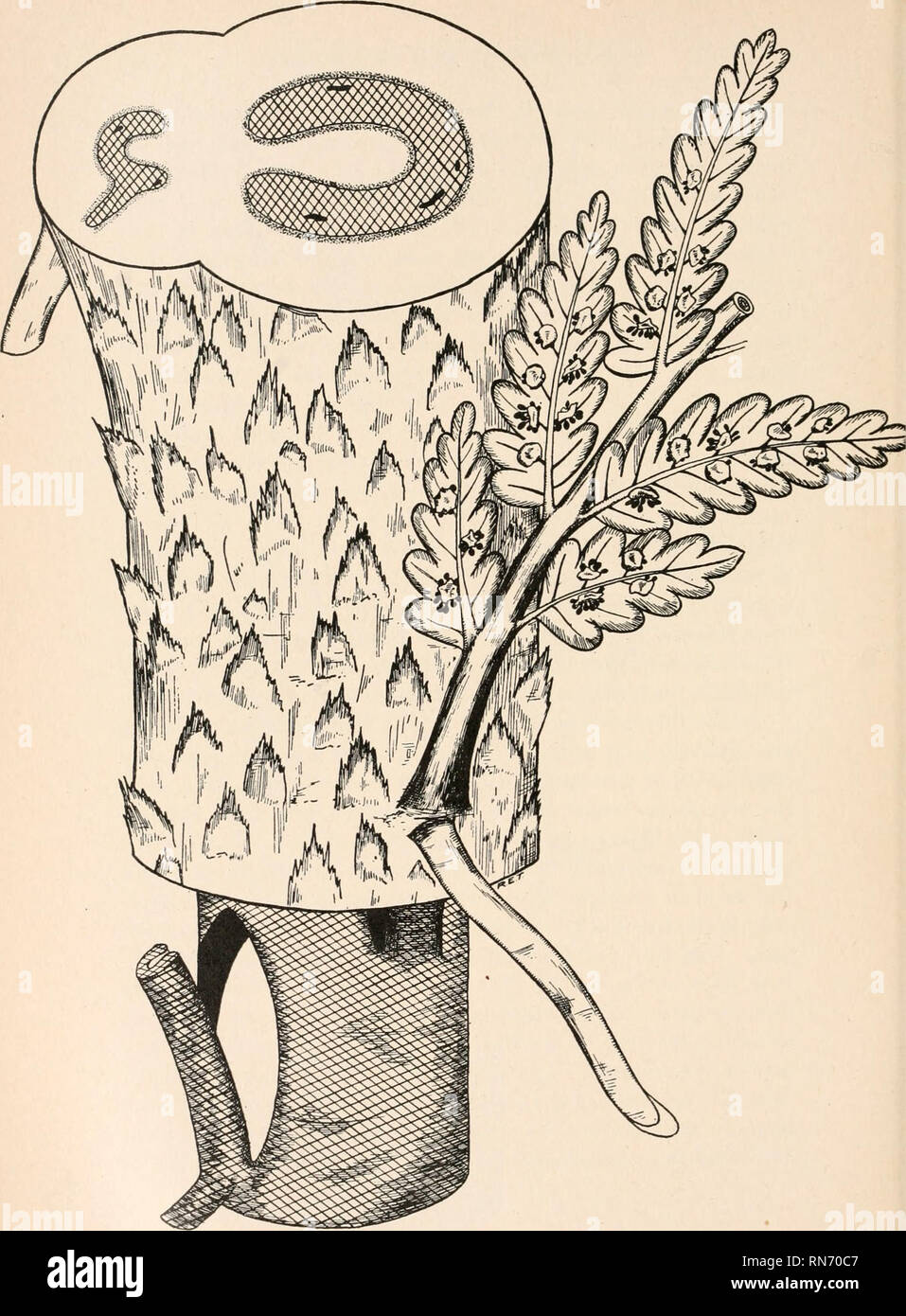 La anatomía de las plantas leñosas. Botánica -- la anatomía. FIG. 177.-  Representación esquemática de la Pteropsida. Por favor tenga en cuenta que  estas imágenes son extraídas de la página escaneada