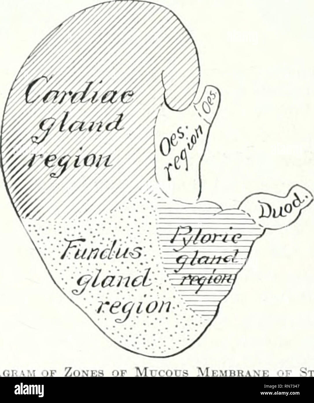 Estomago de cerdo anatomia fotografías e imágenes de alta resolución