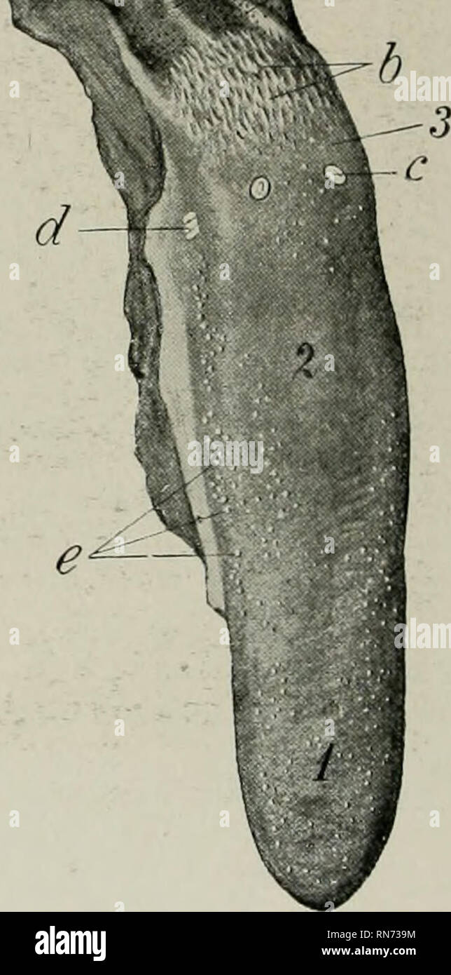 Papilas linguales canino fotografías e imágenes de alta resolución Alamy